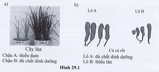 SBT Khoa học tự nhiên 7 Bài 29: Khái quát về sinh trưởng và phát triển ở sinh vật - Cánh diều (ảnh 1)