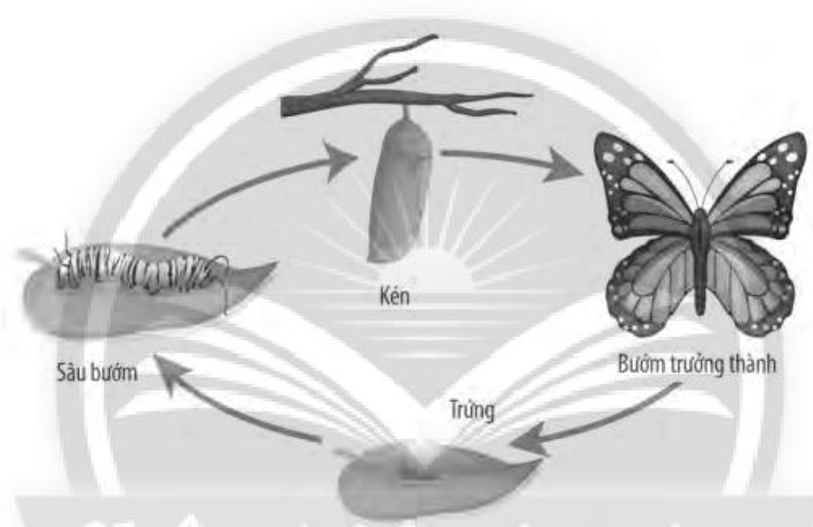 SBT Khoa học tự nhiên 7 Bài 34: Sinh trưởng và phát triển ở sinh vật - Chân trời sáng tạo (ảnh 1)