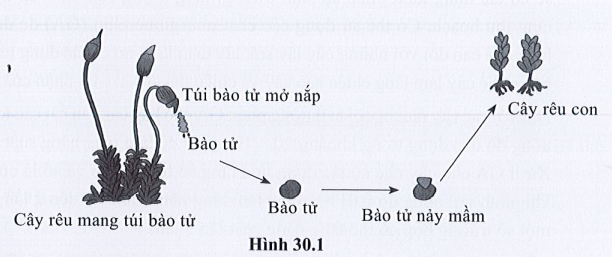 SBT Khoa học tự nhiên 7 Bài 30: Sinh trưởng và phát triển ở thực vật - Cánh diều (ảnh 1)