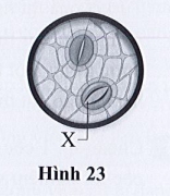 SBT Khoa học tự nhiên 7 Bài 23: Trao đổi khí ở sinh vật - Cánh diều (ảnh 1)