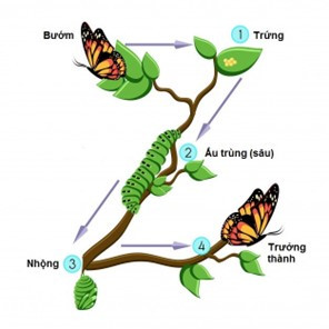 SBT Khoa học tự nhiên 7 Bài 31: Sinh trưởng và phát triển ở động vật - Cánh diều (ảnh 1)