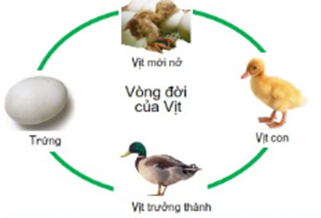 SBT Khoa học tự nhiên 7 Bài 31: Sinh trưởng và phát triển ở động vật - Cánh diều (ảnh 1)