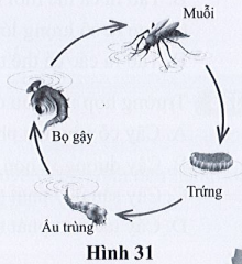 SBT Khoa học tự nhiên 7 Bài 31: Sinh trưởng và phát triển ở động vật - Cánh diều (ảnh 1)