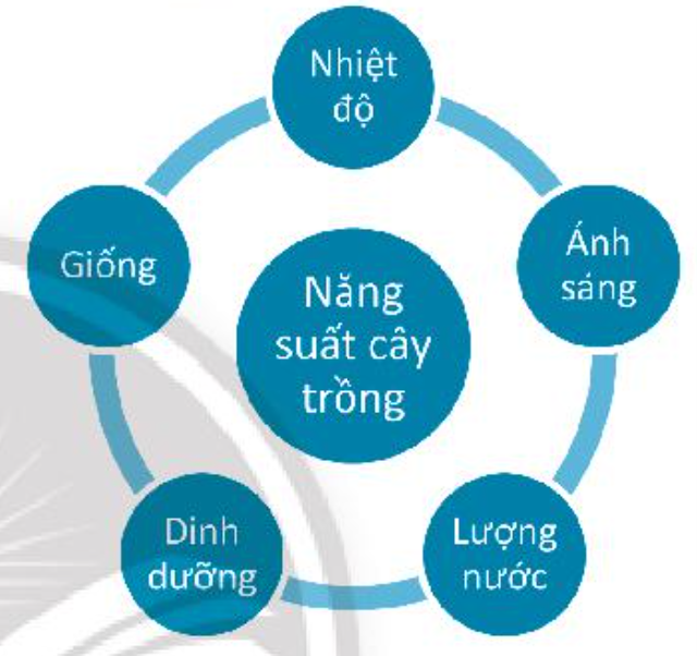 SBT Khoa học tự nhiên 7 Bài 36: Thực hành: Chứng minh sinh trưởng và phát triển ở thực vật - Chân trời sáng tạo (ảnh 1)