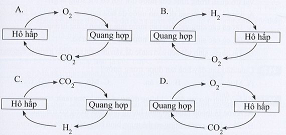 SBT Khoa học tự nhiên 7 Bài 23: Trao đổi khí ở sinh vật - Cánh diều (ảnh 1)