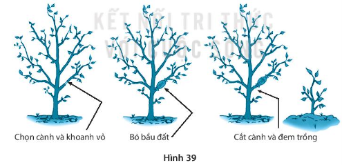 SBT Khoa học tự nhiên 7 Bài 39: Sinh sản vô tính ở sinh vật - Kết nối tri thức (ảnh 1)