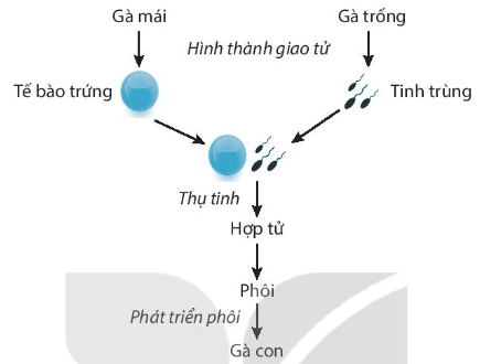 SBT Khoa học tự nhiên 7 Bài 40: Sinh sản hữu tính ở sinh vật - Kết nối tri thức (ảnh 1)