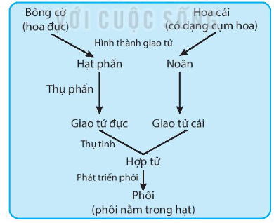 SBT Khoa học tự nhiên 7 Bài 40: Sinh sản hữu tính ở sinh vật - Kết nối tri thức (ảnh 1)