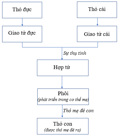 SBT Khoa học tự nhiên 7 Bài 37: Sinh sản ở sinh vật - Chân trời sáng tạo (ảnh 1)