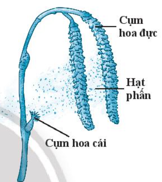 SBT Khoa học tự nhiên 7 Bài 38: Các yếu tố ảnh hưởng đến sinh sản và điều hòa, điều khiển sinh sản ở sinh vật - Chân trời sáng tạo (ảnh 1)