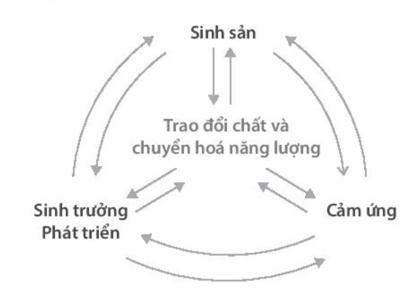 SBT Khoa học tự nhiên 7 Bài 39: Chứng minh cơ thể sinh vật là một thể thống nhất - Chân trời sáng tạo (ảnh 1)