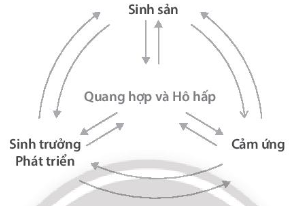 SBT Khoa học tự nhiên 7 Bài 39: Chứng minh cơ thể sinh vật là một thể thống nhất - Chân trời sáng tạo (ảnh 1)