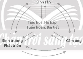 SBT Khoa học tự nhiên 7 Bài 39: Chứng minh cơ thể sinh vật là một thể thống nhất - Chân trời sáng tạo (ảnh 1)