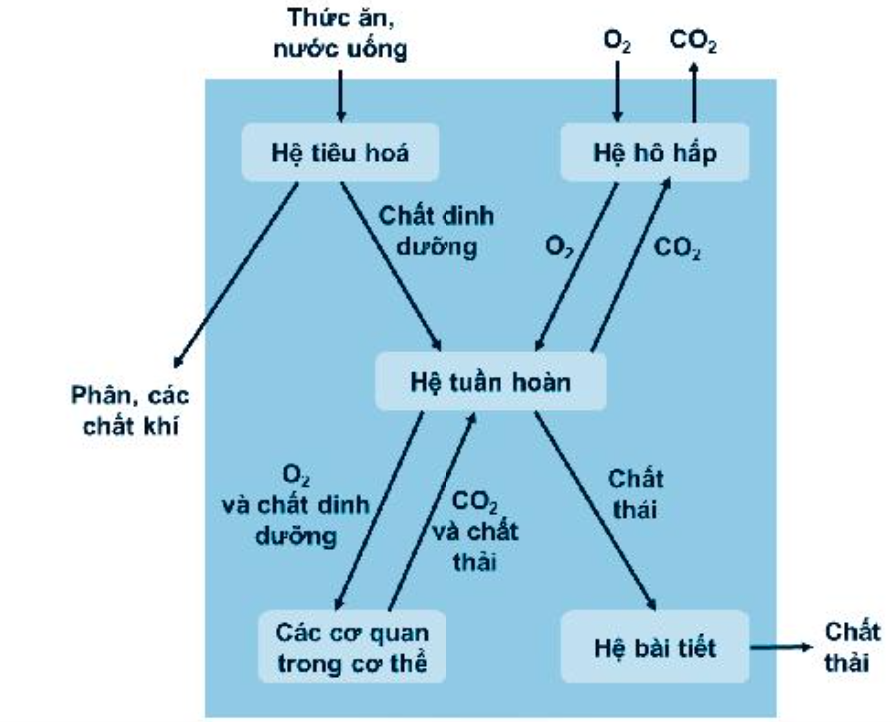 SBT Khoa học tự nhiên 7 Bài 30: Trao đổi nước và các chất dinh dưỡng ở động vật - Chân trời sáng tạo (ảnh 1)