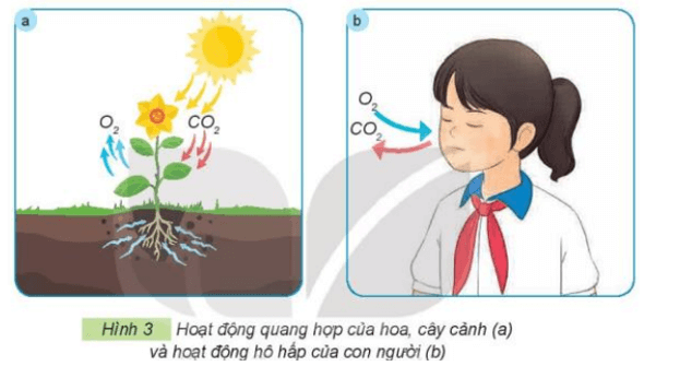 Công nghệ lớp 4 Kết nối tri thức Bài 1: Lợi ích của hoa, cây cảnh đối với đời sống