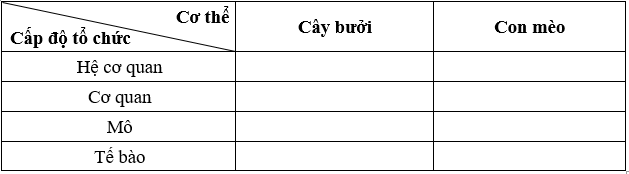 Sách bài tập Khoa học tự nhiên lớp 6 Bài 13: Từ tế bào đến cơ thể | Giải SBT KHTN 6 Cánh diều