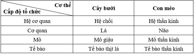 Sách bài tập Khoa học tự nhiên lớp 6 Bài 13: Từ tế bào đến cơ thể | Giải SBT KHTN 6 Cánh diều