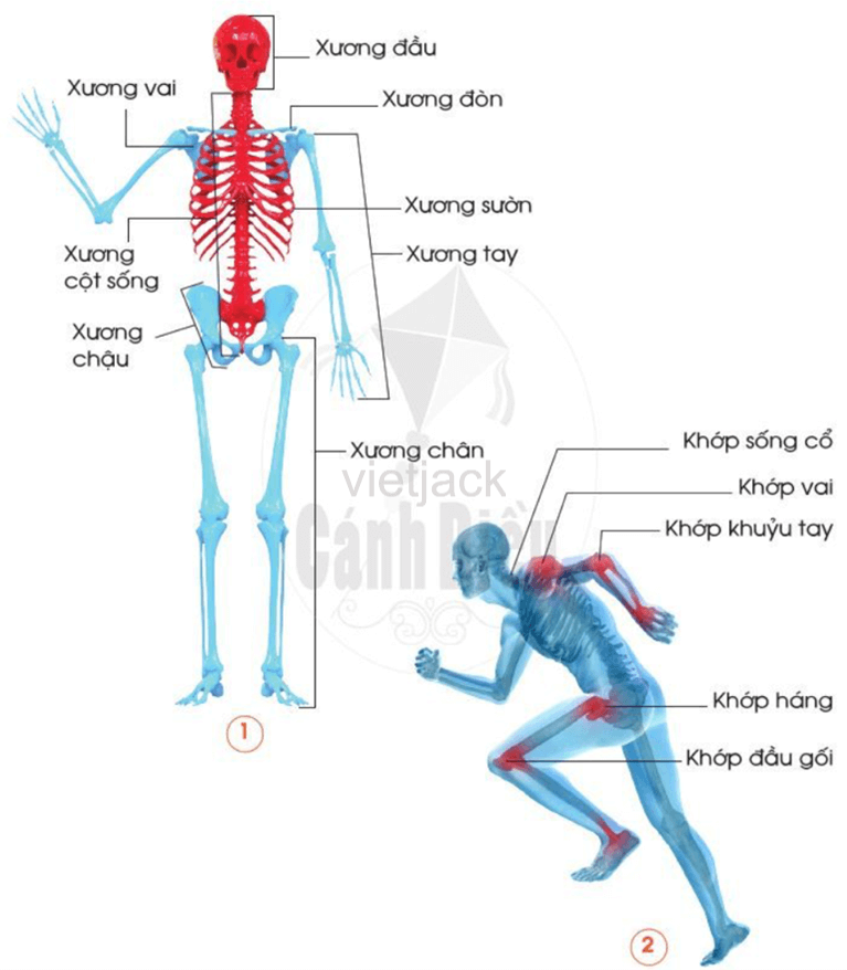 Bài 14: Cơ quan vận động hay nhất