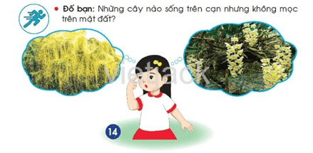 Bài 14: Thực vật sống ở đâu