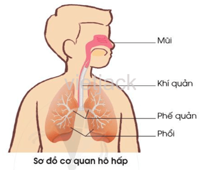 Bài 16: Cơ quan hô hấp hay nhất