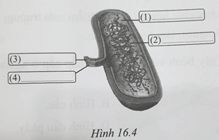 Sách bài tập Khoa học tự nhiên lớp 6 Bài 16: Virus và vi khuẩn | Giải SBT KHTN 6 Cánh diều