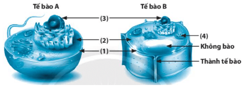 Bài 17: Tế bào