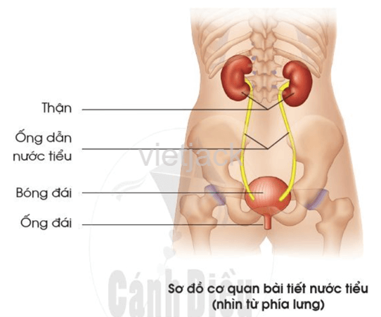 Bài 18: Cơ quan bài tiét nước tiểu phòng tránh bệnh sỏi thận hay nhất