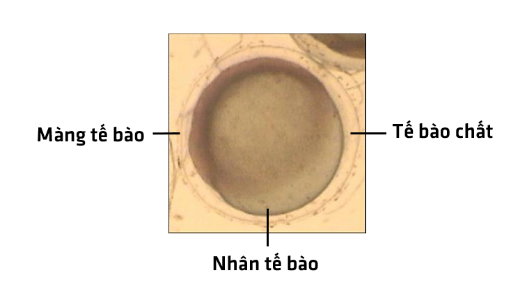 Bài 18: Thực hành quan sát tế bào sinh vật