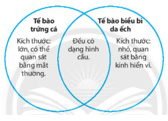 Bài 18: Thực hành quan sát tế bào sinh vật