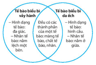 Bài 18: Thực hành quan sát tế bào sinh vật