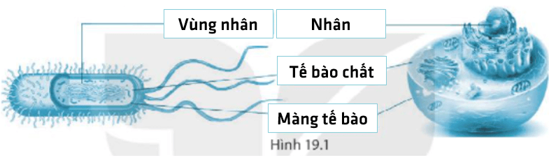 Bài 19. Cấu tạo và chức năng các thành phần của tế bào