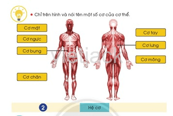 Bài 19: Cơ quan vận động