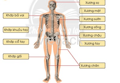 Bài 19: Cơ quan vận động