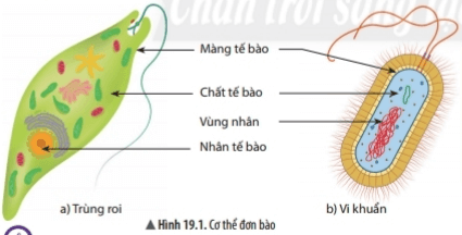 Bài 19: Cơ thể đơn bào và cơ thể đa bào