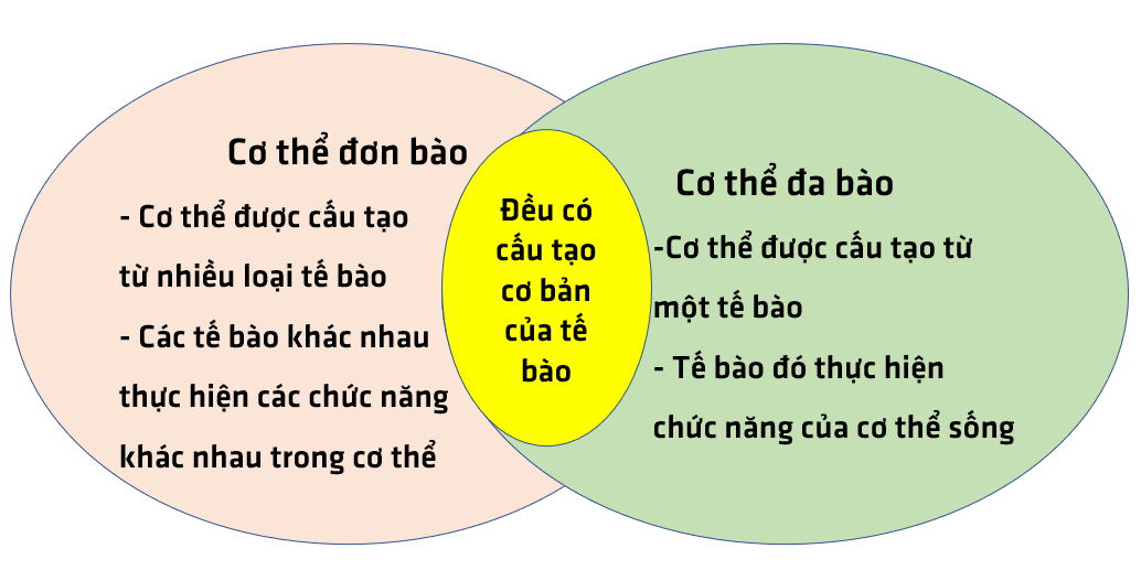 Bài 19: Cơ thể đơn bào và cơ thể đa bào