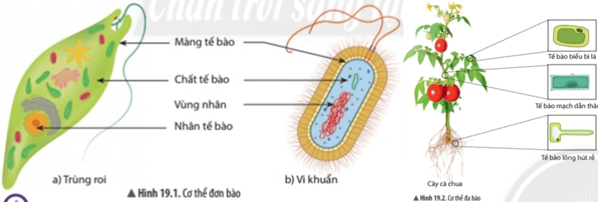 Bài 19: Cơ thể đơn bào và cơ thể đa bào