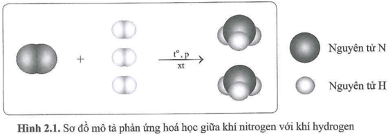 Ammonia (NH3) là nguyên liệu dùng để điều chế phân đạm và một số chất khác 