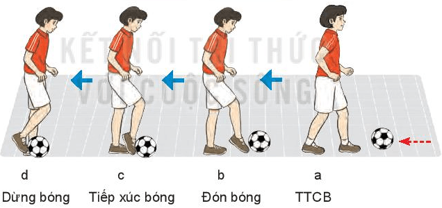 Em hãy nêu sự khác biệt giữa kĩ thuật dừng bóng lăn bằng mu giữa bàn chân