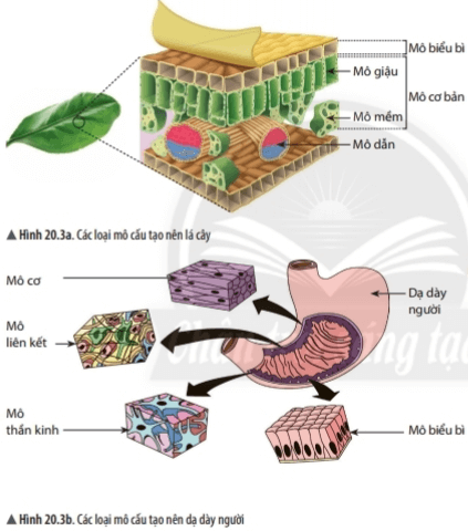 Bài 20: Các cấp độ tổ chức trong cơ thể đa bào