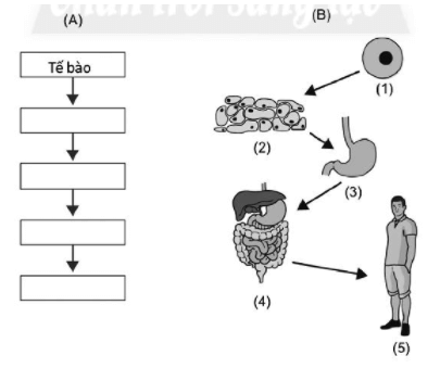 Bài 20: Các cấp độ tổ chức trong cơ thể đa bào