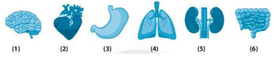 Bài 20: Các cấp độ tổ chức trong cơ thể đa bào