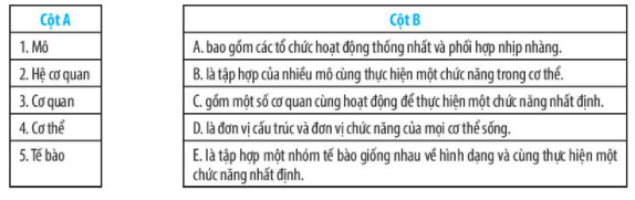 Bài 20: Các cấp độ tổ chức trong cơ thể đa bào