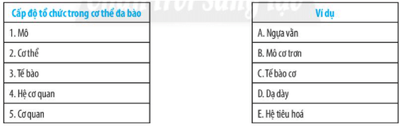 Bài 20: Các cấp độ tổ chức trong cơ thể đa bào