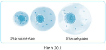 Bài 20. Sự lớn lên và sinh sản của tế bào