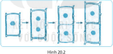 Bài 20. Sự lớn lên và sinh sản của tế bào