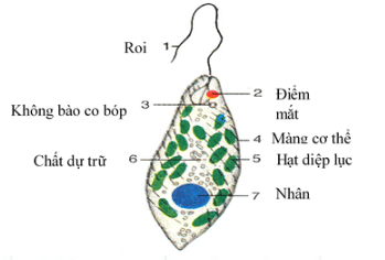 Bài 21: Thực hành quan sát sinh vật