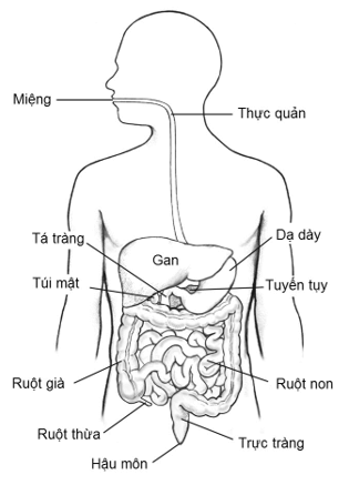 Bài 21: Thực hành quan sát sinh vật