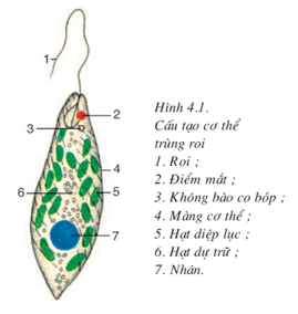 Bài 21: Thực hành quan sát sinh vật