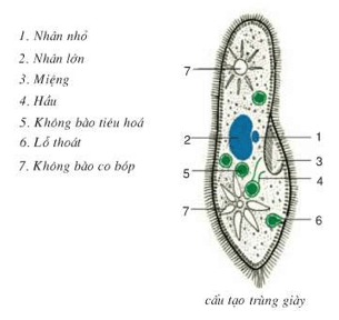 Bài 21: Thực hành quan sát sinh vật