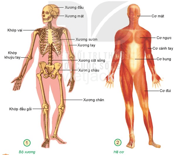 Bài 21: Tìm hiểu cơ quan vận động